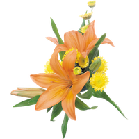 Lilium PNG