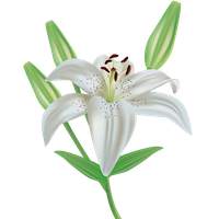 Lilium PNG