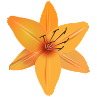 Lilium PNG