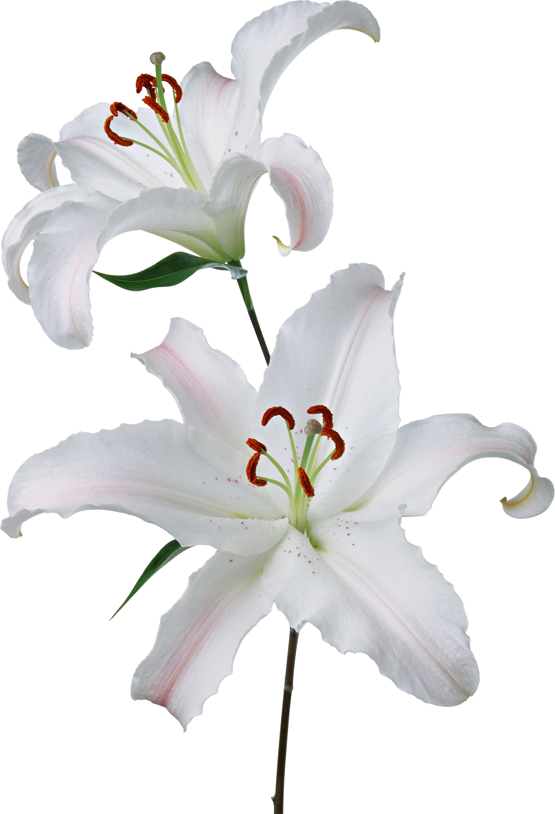 Lilium Transparent PNG Image