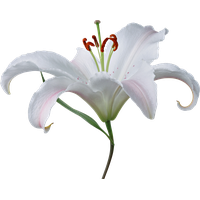 Lilium PNG