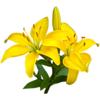 Lilium PNG