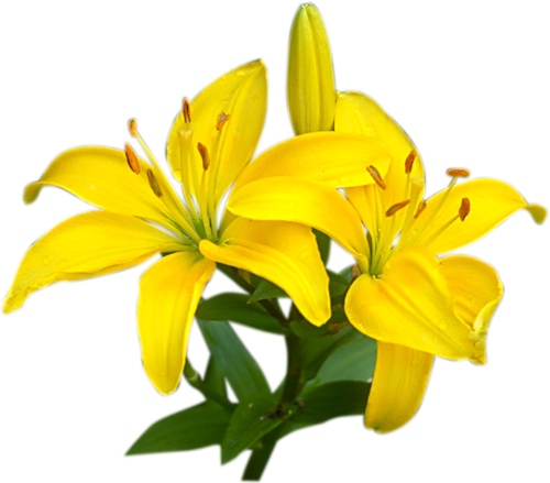 Lilium Transparent PNG Image