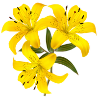 Lilium