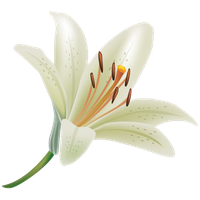 Lily Clipart PNG Image