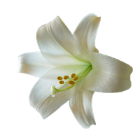 Lily Transparent PNG Image