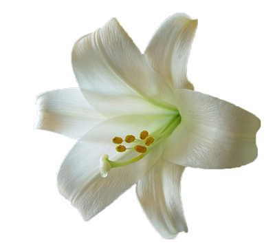 Lily Transparent PNG Image