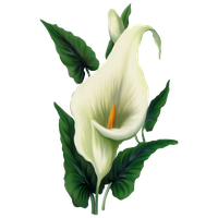 Lily File PNG Image