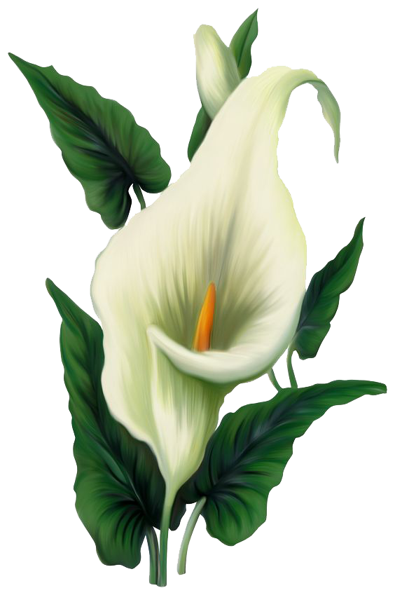 Lily File PNG Image