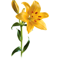 Lily Picture PNG Image