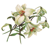 Lily Transparent Image PNG Image