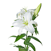 Lily Image PNG Image