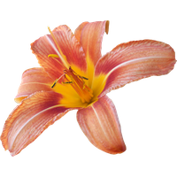 Lily Transparent Background PNG Image