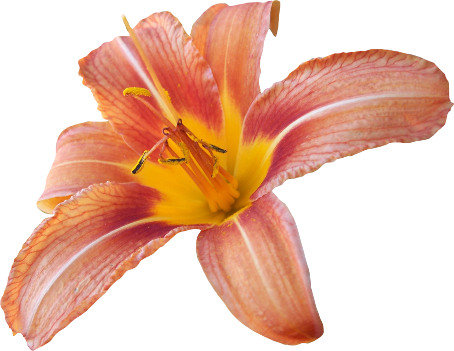 Lily Transparent Background PNG Image