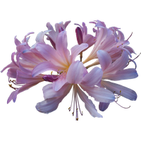 Lily Hd PNG Image