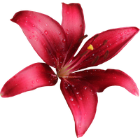 Lily Free Download PNG Image