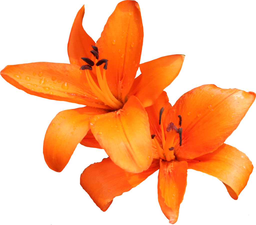 Lily Photo PNG Image