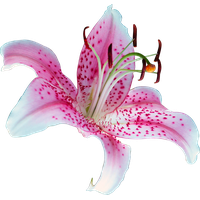 Lily Transparent Picture PNG Image