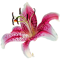 Lily Transparent PNG Image