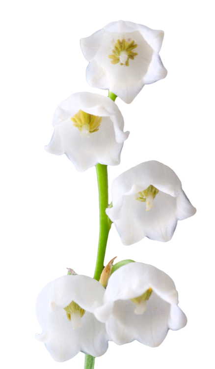 Lily Of The Valley Photos PNG Image