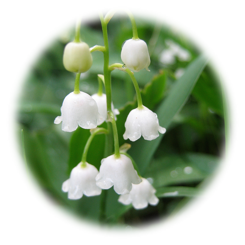 Lily Of The Valley Transparent Background PNG Image