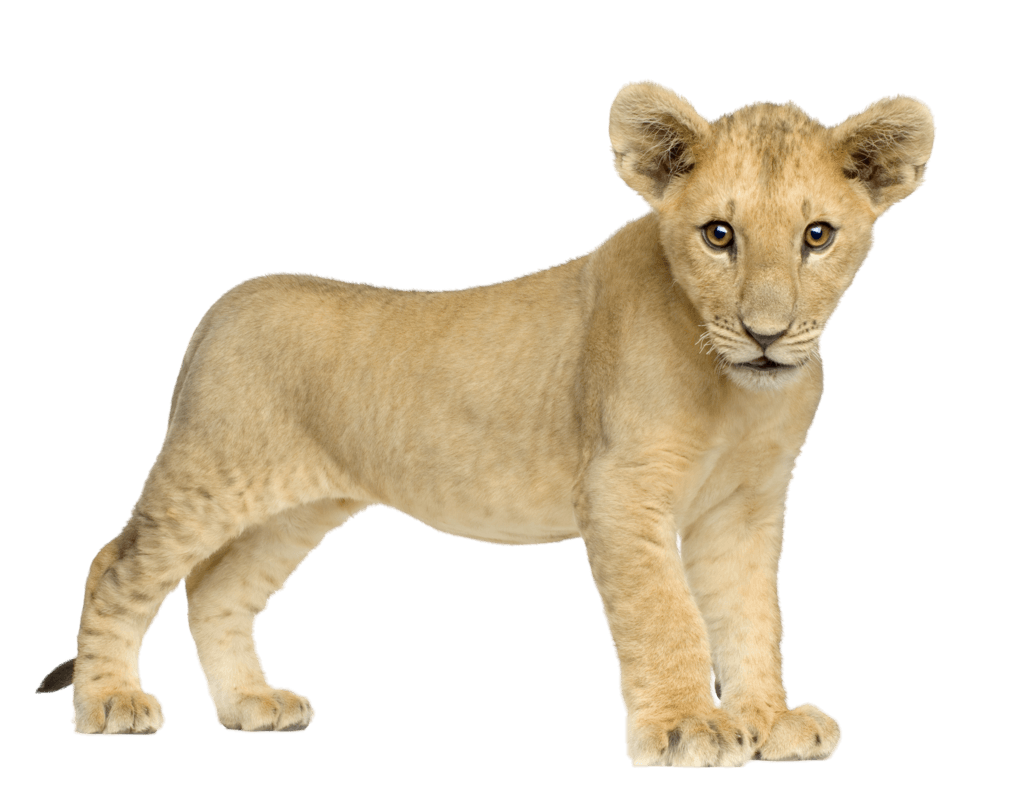 Lion Png Image Image Download Picture Lions PNG Image