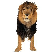 Download Lion Free PNG photo images and clipart | FreePNGImg