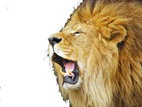 Roaring Lion File PNG Image