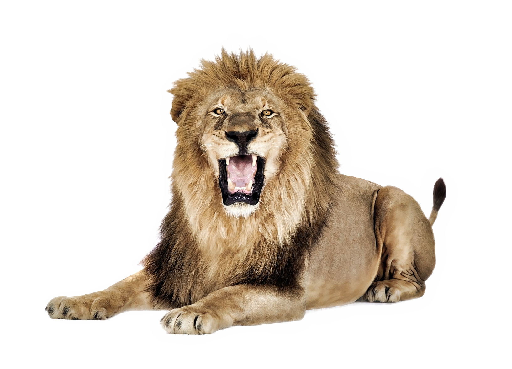 Download Lion Png  HQ PNG Image  FreePNGImg