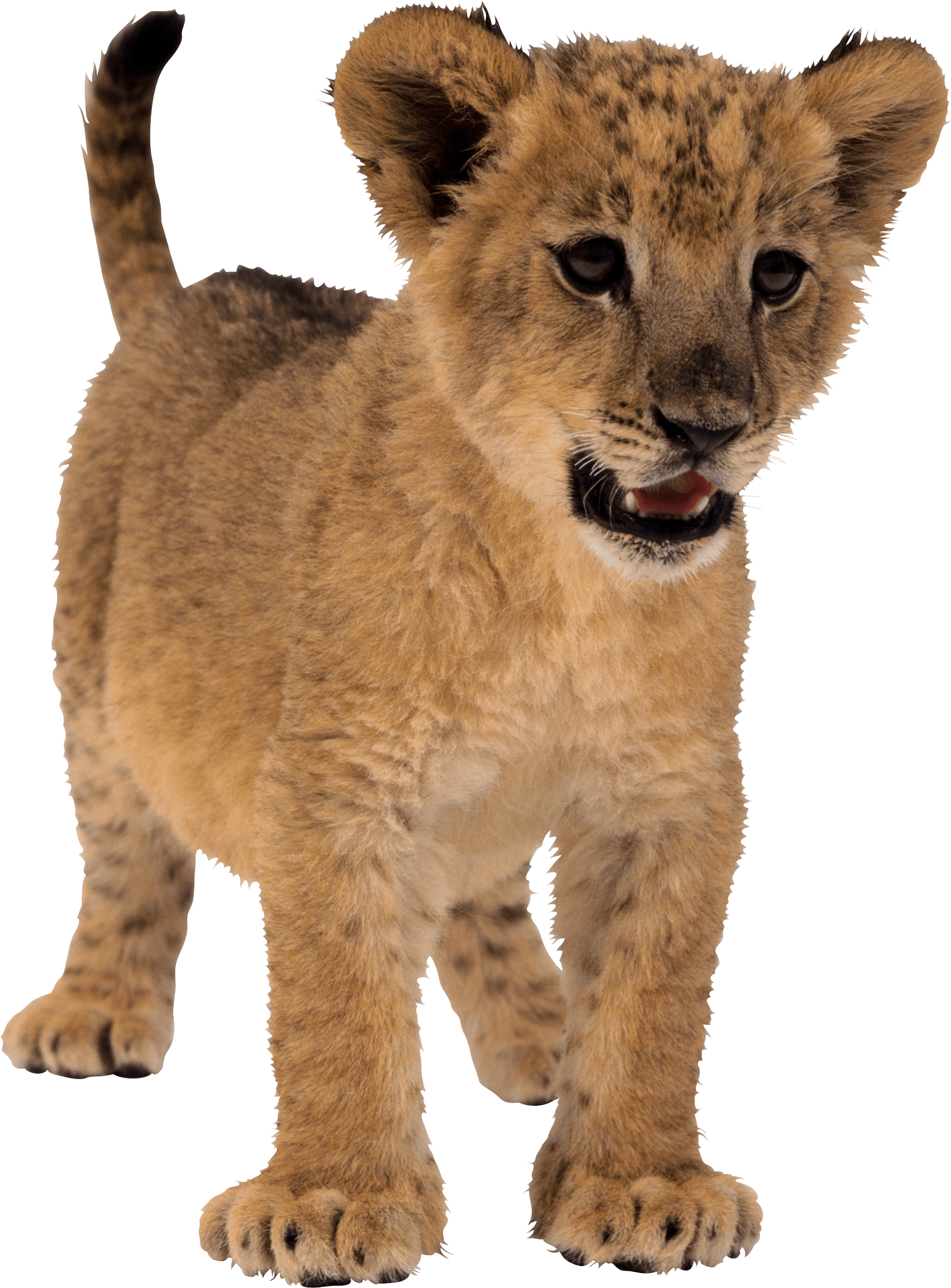 Small Lion Png Image PNG Image