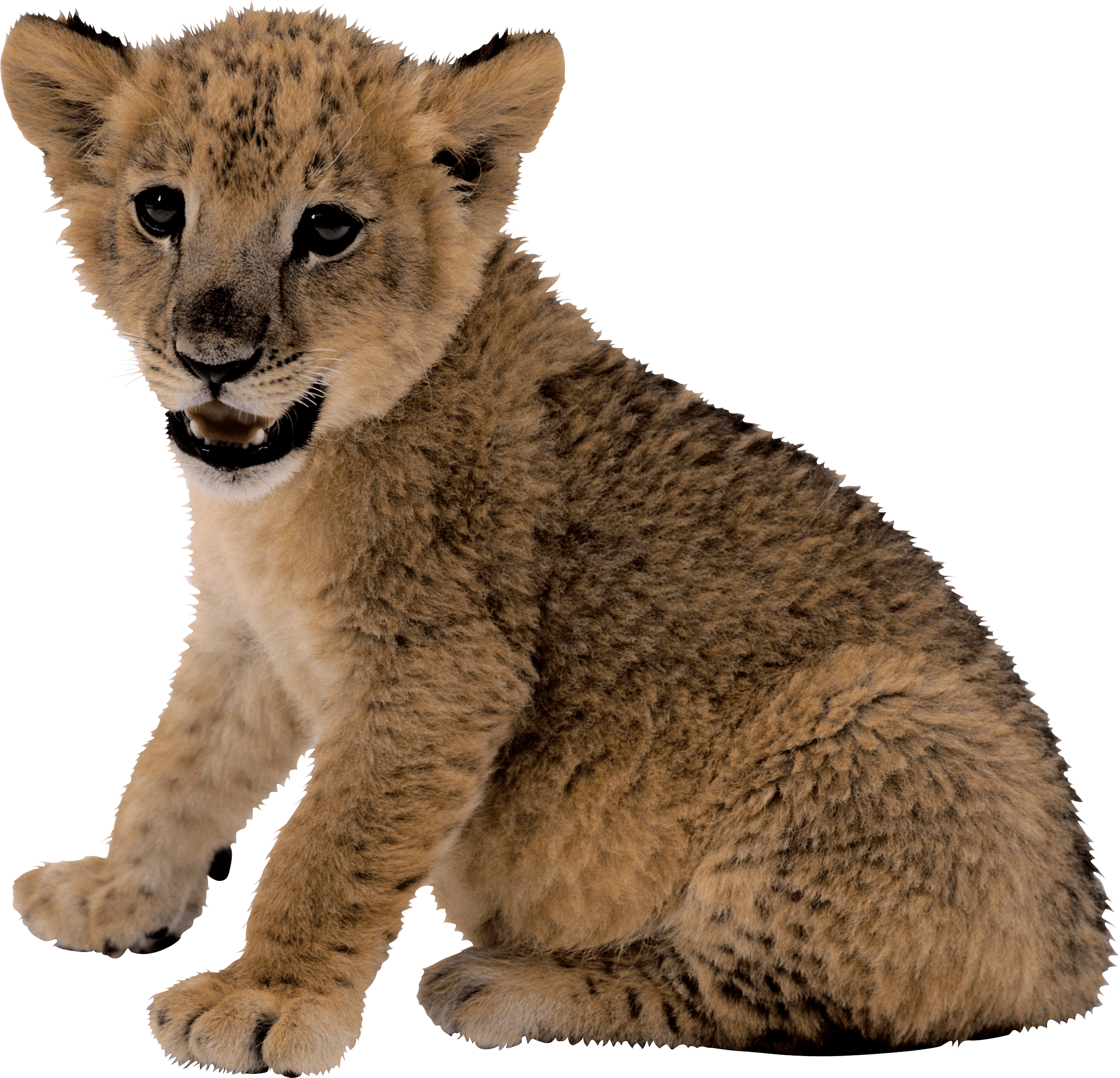 Small Lion Png Image Transparent PNG Image