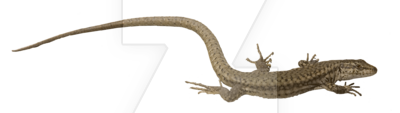 Lizard Picture PNG Image