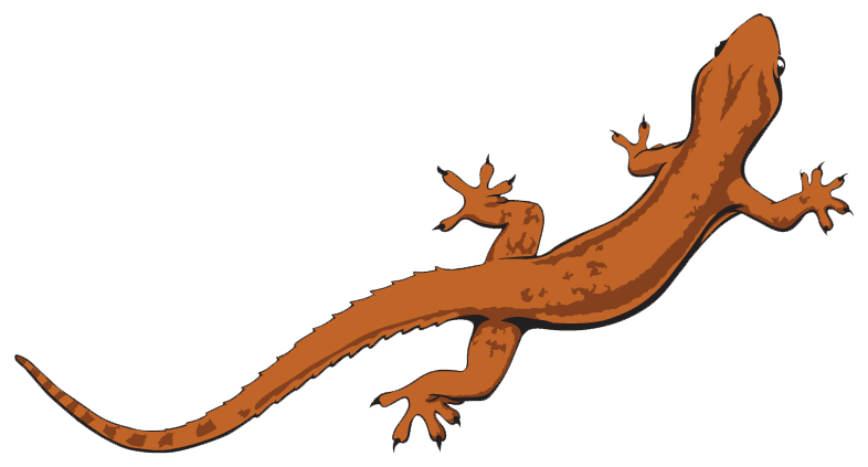 Lizard File PNG Image