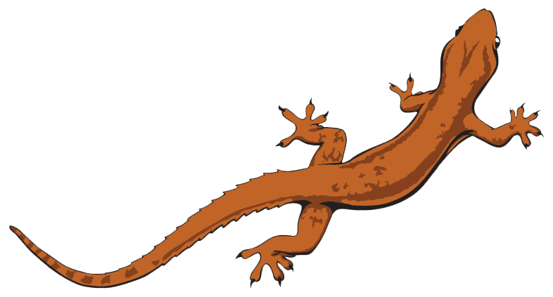 Lizard File Transparent PNG Image