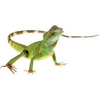 Lizard Image Transparent HQ PNG Download | FreePNGImg