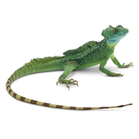 Download Lizard Free PNG photo images and clipart | FreePNGImg