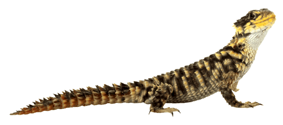 Lizard Image Transparent PNG Image