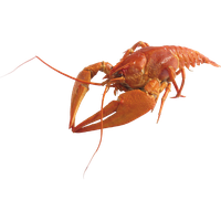Lobster PNG