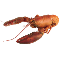 Lobster PNG
