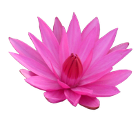 Download Lotus Free Png Photo Images And Clipart Freepngimg