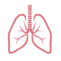 Lungs PNG