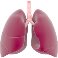 Lungs PNG