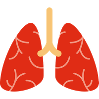 Lungs