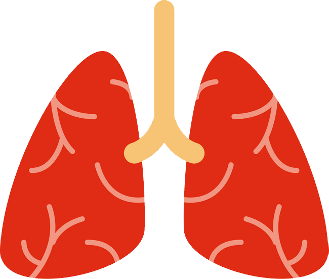 Lungs Transparent PNG Image