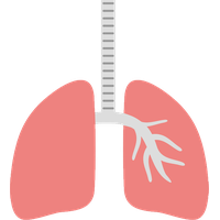 Lungs