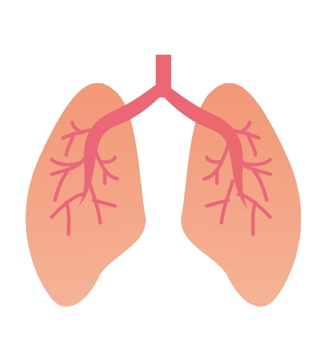 Lungs Transparent PNG Image