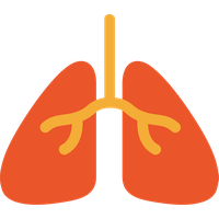Lungs