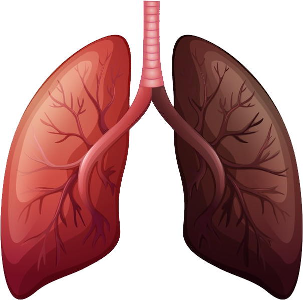 Lungs Transparent PNG Image