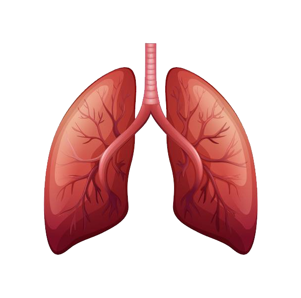 Lungs Transparent PNG Image