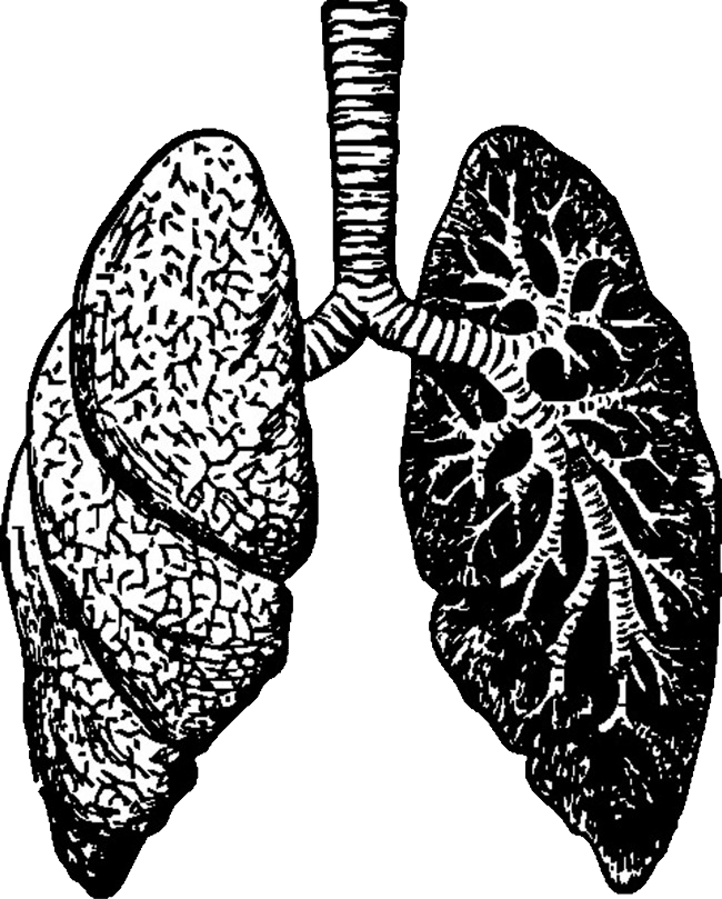 Lungs Transparent PNG Image
